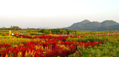 ไร่สุวรรณ อ.ปากช่อง จ.นครราชสีมา